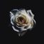 Dark Side of the Rose